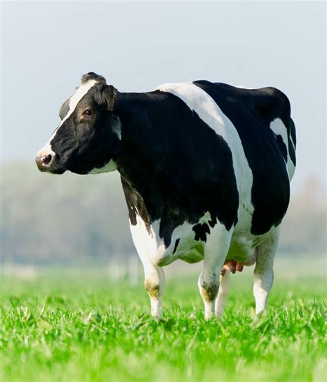 Cow Names Galore: 777+ Awesome Names for Your Bovines