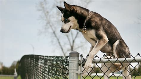 How To Protect Your Pets By Creating A Dog-Proof Fence