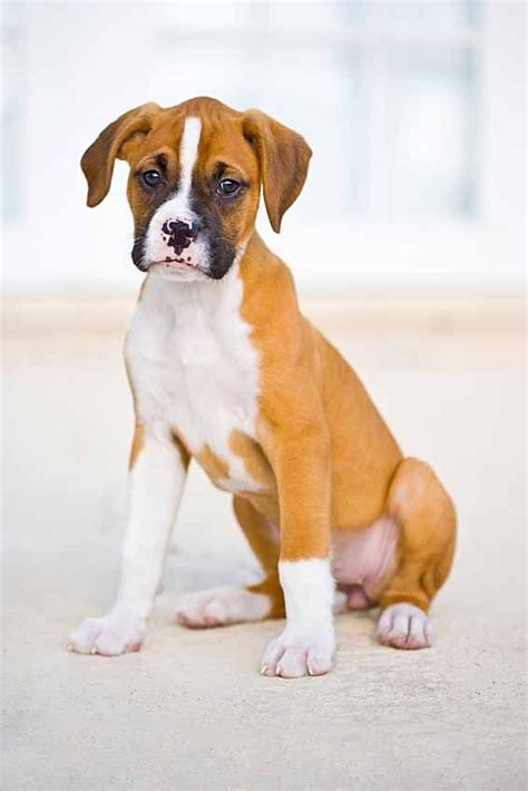 Boxer Dog Names: Popular Male & Female Boxer Names | Boxer dog names, Boxer dogs, Boxer dog breed