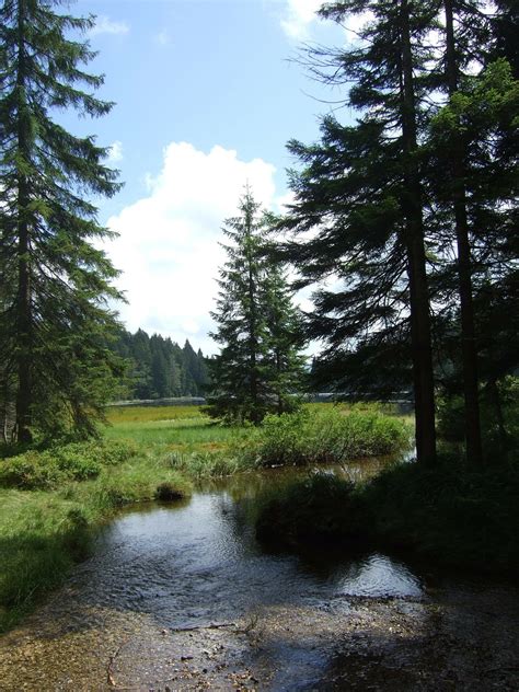 Edit free photo of Bavarian,forest,trees,nature,hiking - needpix.com