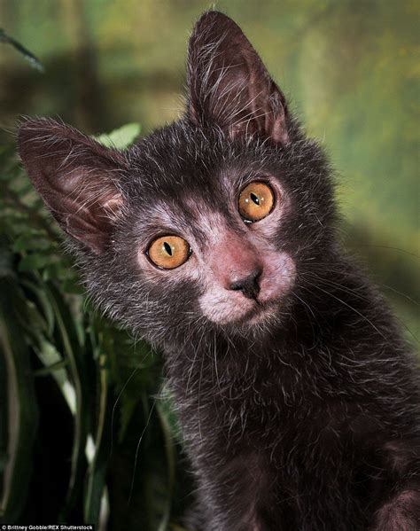 'Werewolf cats' are the most popular pet this Halloween | Werewolf cat, Cat breeds, Lykoi cat