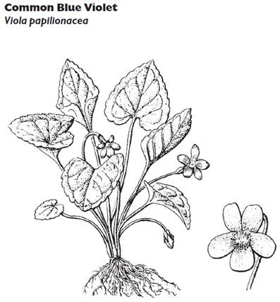 Turf: Common Blue Violet in Lawns | Center for Agriculture, Food, and ...