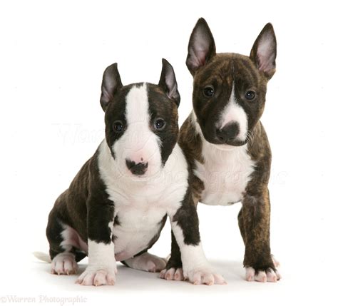 How Much Are Miniature Bull Terrier Puppies