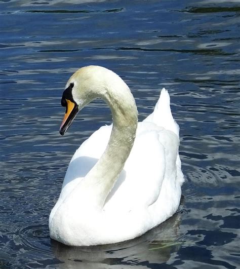 Female Mute Swan Photograph by Image Eye Nation