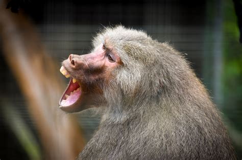 Hamadryas Baboon (Papio hamadryas) - ZooChat