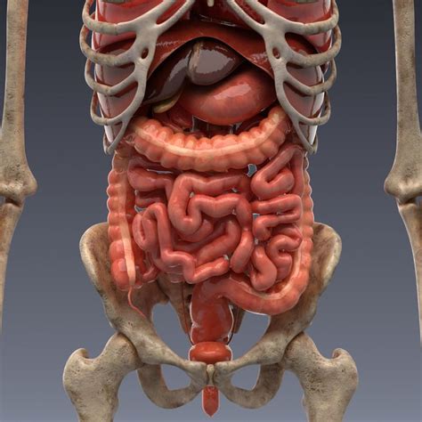 realistic human internal organs 3d model | Human anatomy drawing, Human heart anatomy, Human anatomy