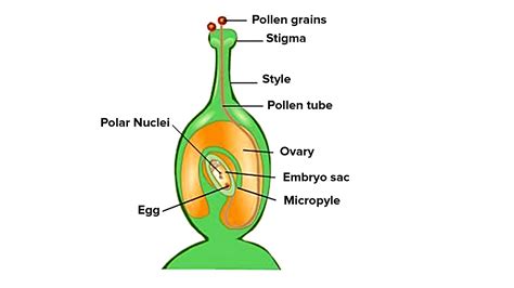 Draw a well labelled diagram showing germination of pollen on stigma of ...