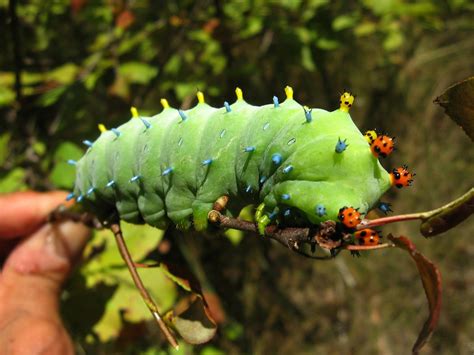 Tangled Web: Psychedelic Cecropia Moth Caterpillar