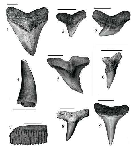 Identifying Fossil Shark Teeth | Shark teeth, Shark tooth tattoo, Shark ...