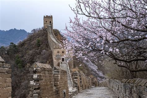 Biological community protects Great Wall's earthen sections from ...