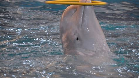 How Smart Are Beluga Whales? - Beluga Whale Intelligence - SciQuest