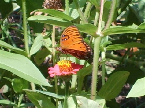 Monarch butterflies habitat my garden and I'm so glad. They love the zinnas. | Butterfly habitat ...