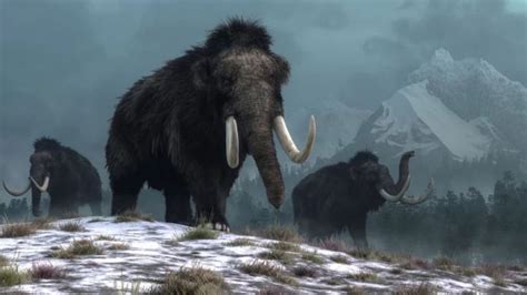 The dodo and the woolly mammoth: how were the two extinct species that ...