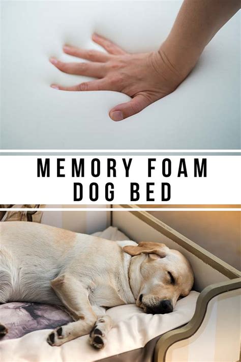 Best Memory Foam Dog Bed - Top Options For Comfort And Support