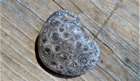 Petoskey Stones-A Unique Treasure of Northern Michigan - Written For A Purpose