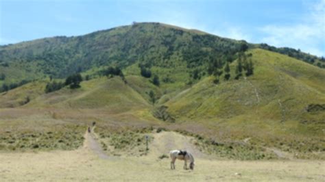 Foto Sebelum Terbakar, Ini Cantiknya Penampakan Bukit Teletubbies Bromo