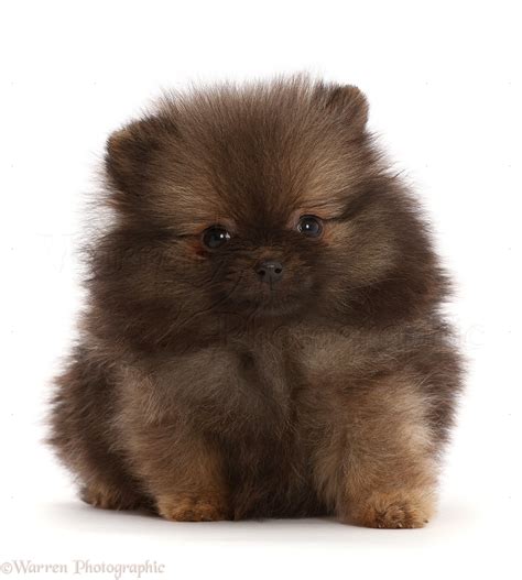 Dog: Dark brown Pomeranian puppy photo WP48918