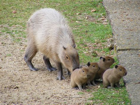 Capybaras | Capybaras - taken at Marwell Wildlife on 19th Ap… | Flickr