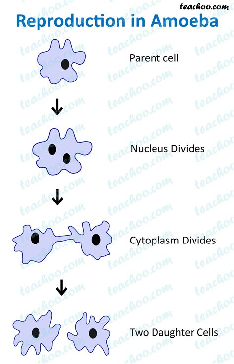 Asexual reproduction - Definition, Types, Examples - Teachoo