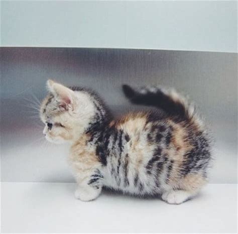 The Munchkin cat: A relatively new breed of cat characterized by its very short legs, which are ...