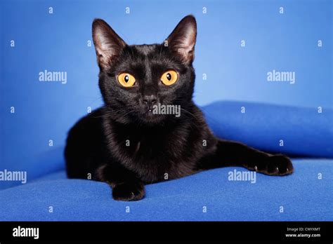 lying Bombay cat Stock Photo - Alamy