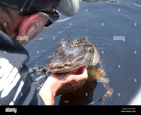 Alligator on a swamp boat tour of the Bayous outside of New Orleans in ...