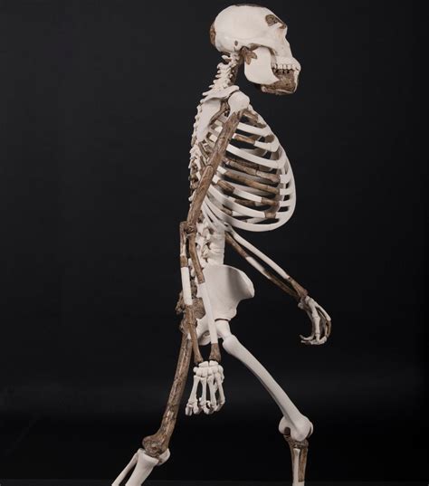 Australopithecus afarensis - AL 288 - "Lucy" - skeleton reconstruction | Lucy skeleton, Greek ...