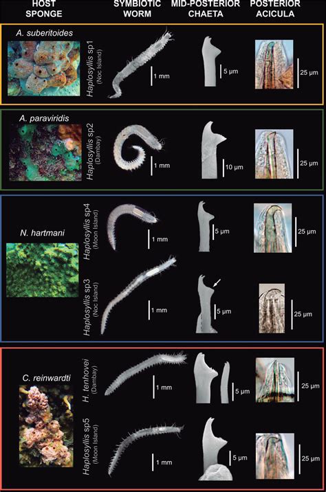 Pictures of the sponges and their associated polychaetes. Scanning... | Download Scientific Diagram