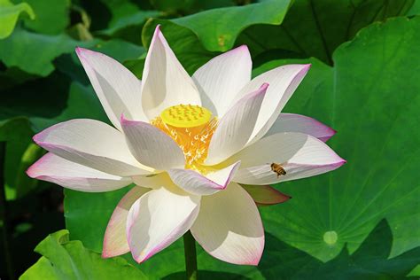 Lotus Flower, Kyoto, Japan Photograph by Keren Su