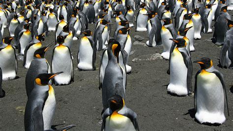 King penguin breeding colonies are structured like fluids