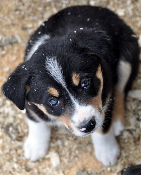 Border Collie Blue Heeler Puppies - Bleumoonproductions