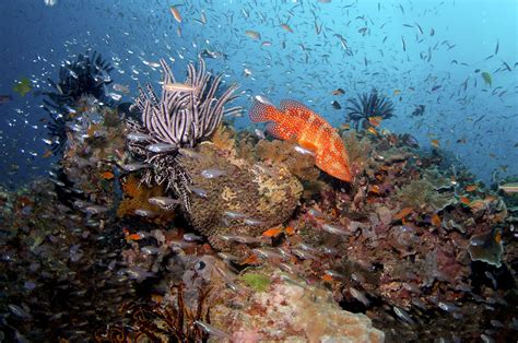 Great Barrier Reef Marine Wildlife Guide - Divers Den