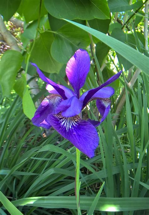 Irish flower | Irish flower, Flowers, Plants