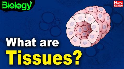 What are Tissues? | Animal Tissues and Their Types | Biology | Home Revise - YouTube