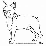 Boston Terrier Sheets Coloring Pages sketch template