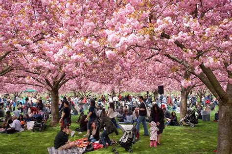 Ini Perkiraan Jadwal Mekar Bunga Sakura di Jepang Tahun 2019 - Niindo