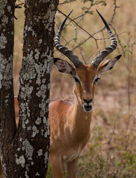 Enjoy the beauty of Africa Continent !!!!: The " African Antelopes " Serengeti National Park.