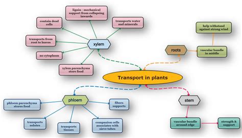 Homeostasis Concept Map Biology Mind Map Physiology S - vrogue.co