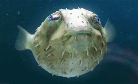 Old Pufferfish Underwater GIF | GIFDB.com