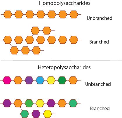 Types Of Polysaccharides 3 Types