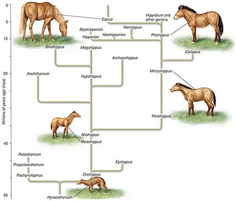 How does the fossil record throw the theory of evolution into doubt ...