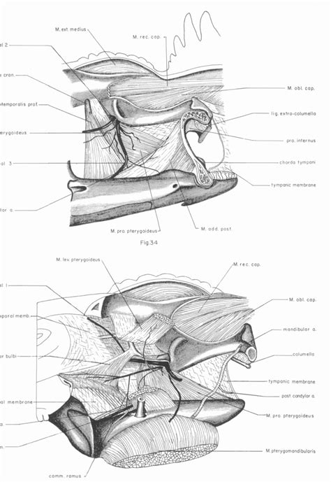 Figure 4 from The anatomy of the head of Ctenosaura pectinata (Iguanidae) | Semantic Scholar