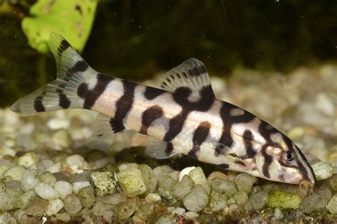 Discover the Coolest Loaches for Your Tank - Fishkeepingfans.com