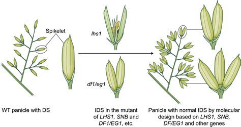 Rice Panicle