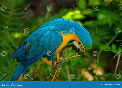 Blue parrot stock photo. Image of colour, color, animal - 19793364