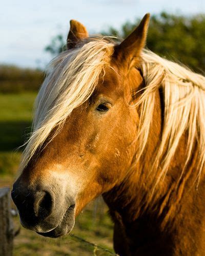 Denmark's Jutland Horse and the Carlsberg Brewery | Horses, Horse world ...