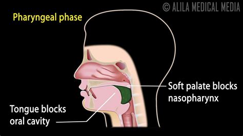 Swallowing Reflex, Phases and Overview of Neural Control, Animation ...