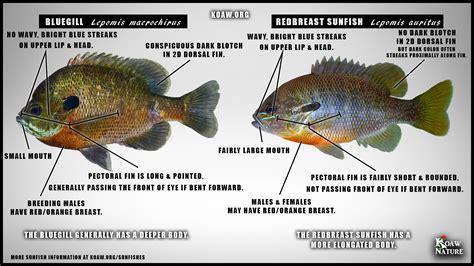 Lepomis vs Lepomis — Koaw Nature