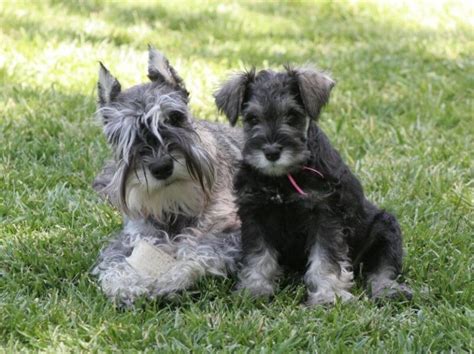 The Wonderful World of Miniature Schnauzers – Showsight Magazine