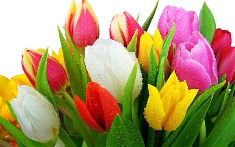 Tulip Pictures Wallpaper - WallpaperSafari